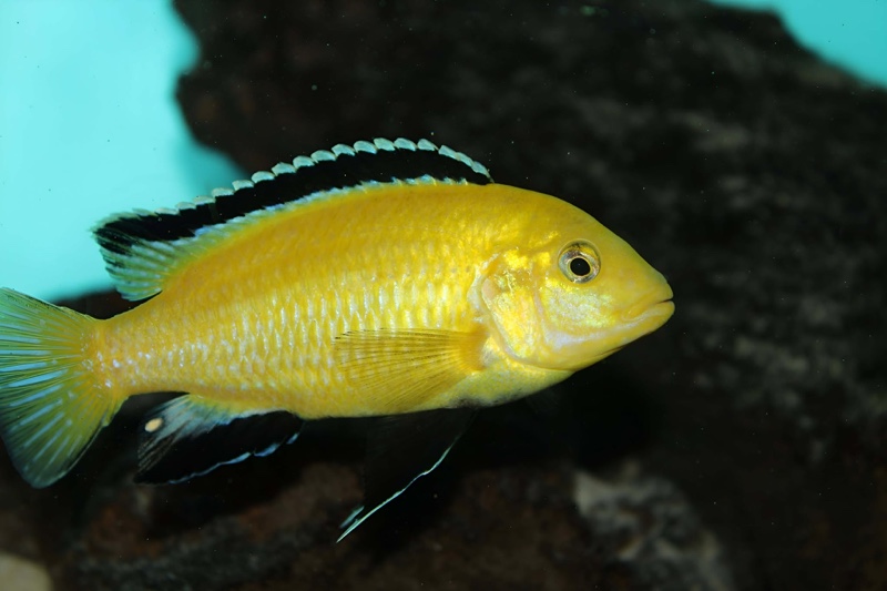 Labidochromis caeruleus 'Kakusa'